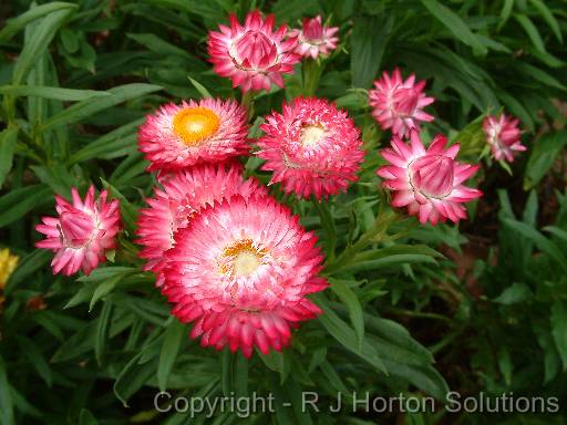 Paper Daisies Pink_2 